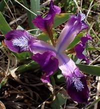 Kosatec nízký (Iris pumila)