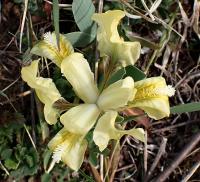 Kosatec nízký (Iris pumila)