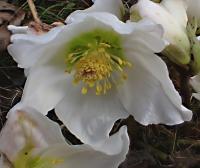Čemeřice černá (Helleborus niger)