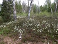 Rojovník bahenní (Rhododendron tomentosum)