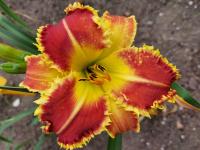 Denivka 'Deadliest Catch' (Hemerocallis)