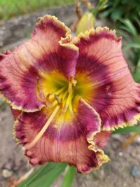 Denivka 'Blue Martini' (Hemerocallis)