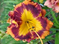 Denivka 'Evocative' (Hemerocallis)