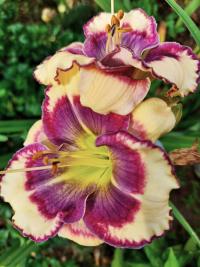 Denivka 'Blue Jay Tapestry' (Hemerocallis)