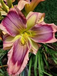 Denivka 'Exotic Starfish' (Hemerocallis)