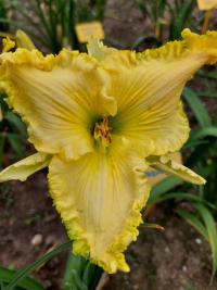 Denivka 'Shaggy Chic' (Hemerocallis)
