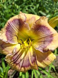 Denivka 'Butterfly Shores' (Hemerocallis)