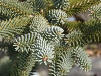Jedle španělská 'Glauca' (Abies pinsapo)