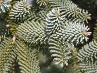 Jedle španělská 'Glauca' (Abies pinsapo)