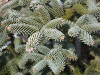 Jedle španělská 'Glauca' (Abies pinsapo)