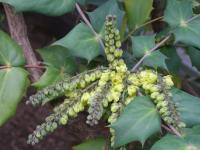 Mahónie Bealova (Mahonia bealei)