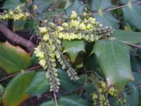 Mahónie Bealova (Mahonia bealei)