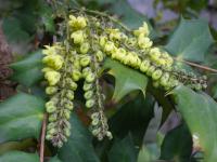 Mahónie Bealova (Mahonia bealei)