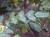 Mahónie Bealova (Mahonia bealei)