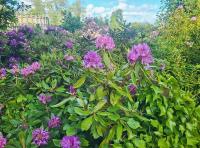 Pěnišník černomořský (Rhododendron ponticum)