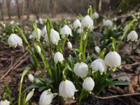 Bledule jarní (Leucojum vernum)