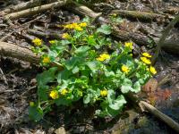 Blatouch bahenní (Caltha palustris)