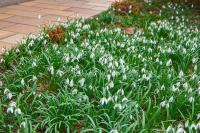 Snowdrop (Galanthus nivalis)